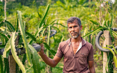 A New Beginning: How Md. Mosharaf Hossain Found Success in Dragon Fruit Cultivation